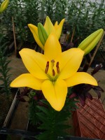 [5651 VZ H07 5520-04 Cavalia No02.JPG]